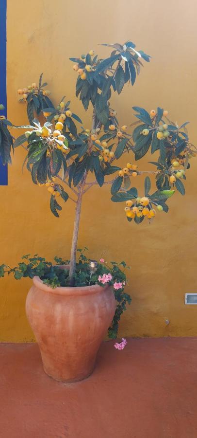 Casa Maestro Lelo - Acogedora Casa Rural Canaria Con Patios Y Jardines De Flores Лас-Пальмас-де-Гран-Канария Экстерьер фото